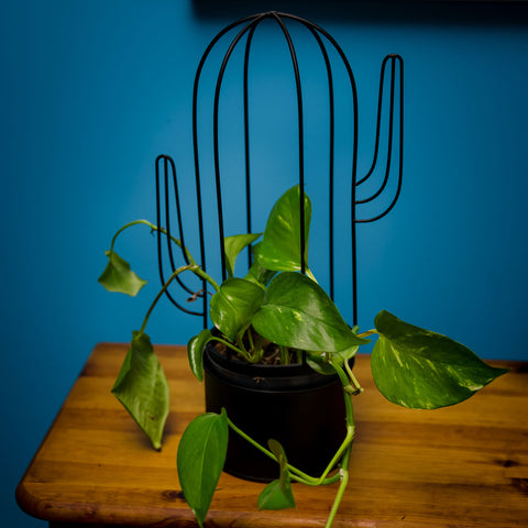 Cactus Shaped Plant Stand