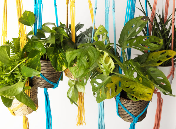 Macramé Plant Hangers