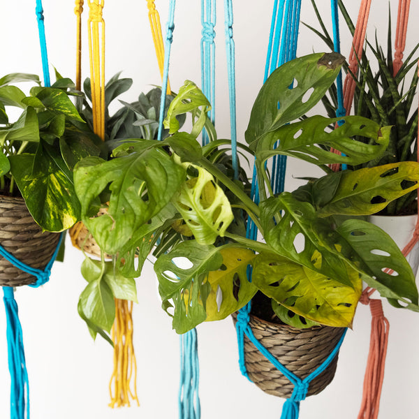 Macramé Plant Hangers