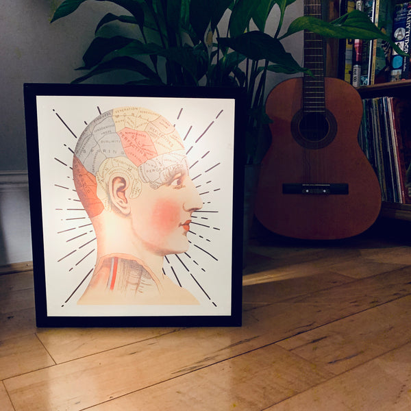PHRENOLOGY Illuminated LightBox
