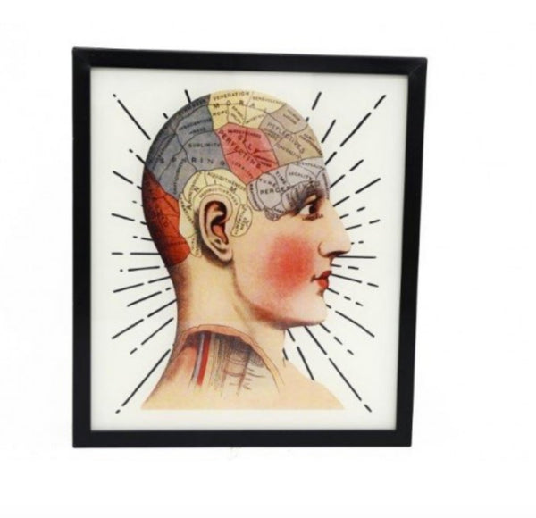 PHRENOLOGY Illuminated LightBox