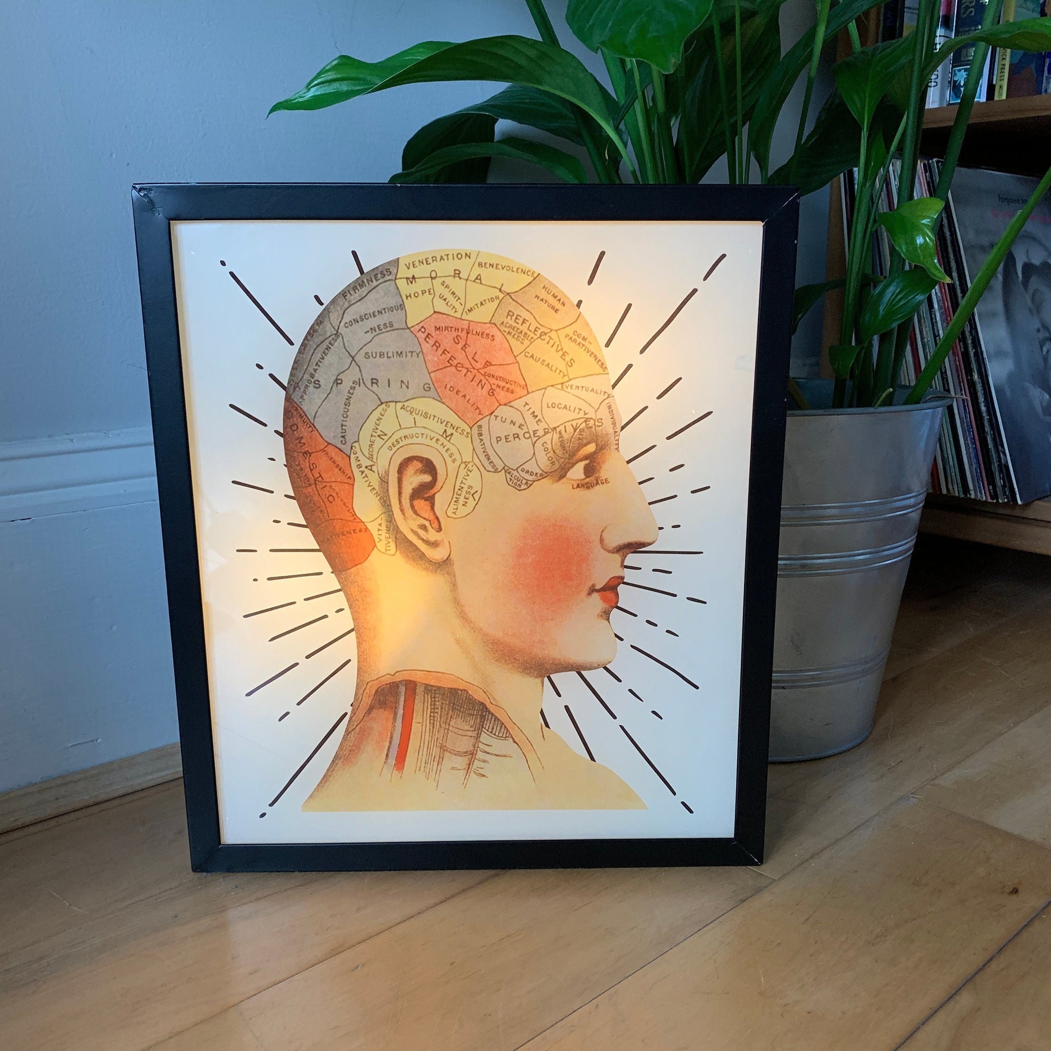 PHRENOLOGY Illuminated LightBox
